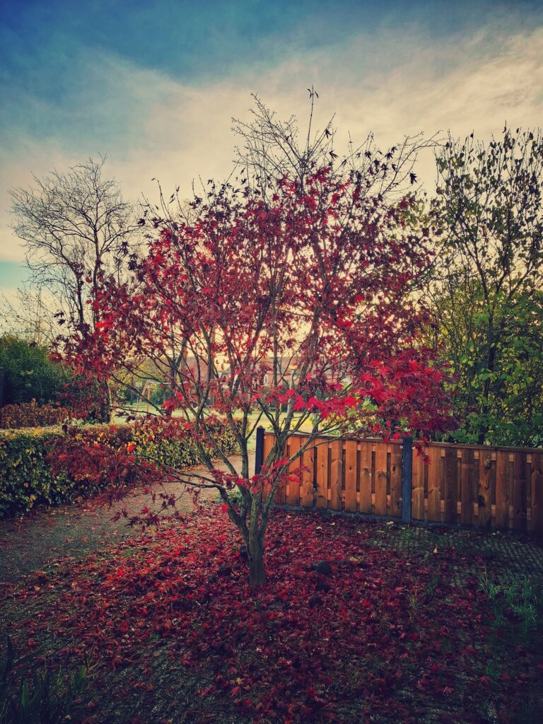 Een voortuin met daarin een Japanse Esdoorn die zijn bladeren aan het verliezen is. Op de achtergrond is een speelveld zichtbaar.