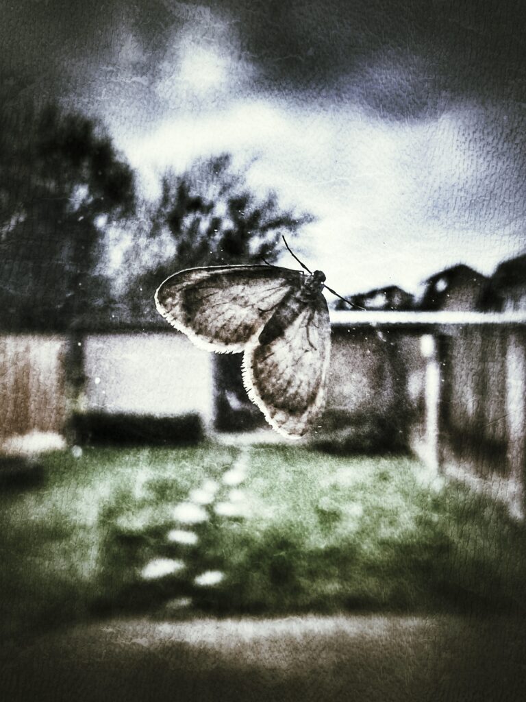 Mot op een raam, tuin met schuur op de achtergrond